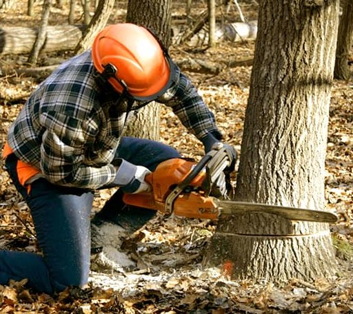 Tree Removal in Encampment, WY